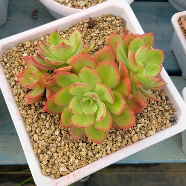 167水墨画也是水墨仙子