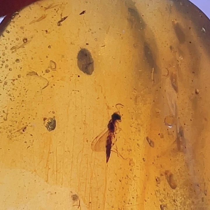 琥珀裸石未镶嵌。。