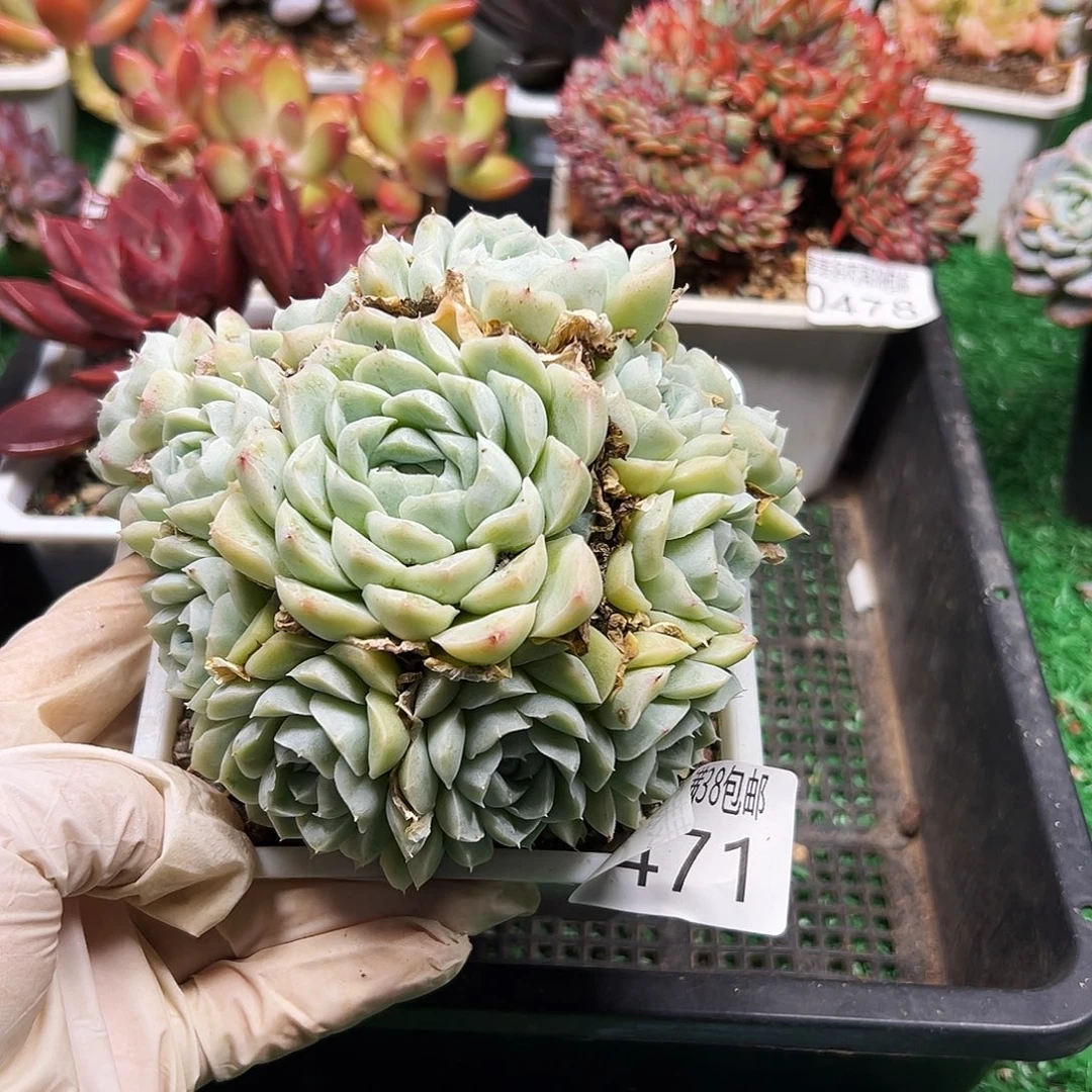 无花朵多肉一物一拍植物0471