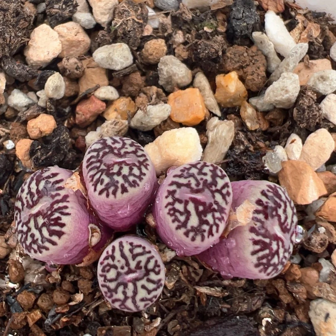 105多肉植物百科知识