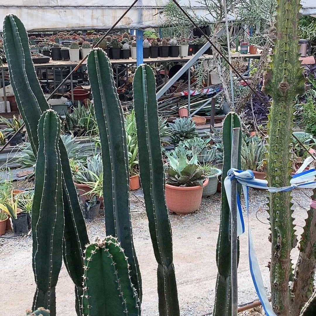 1米量天尺有根。