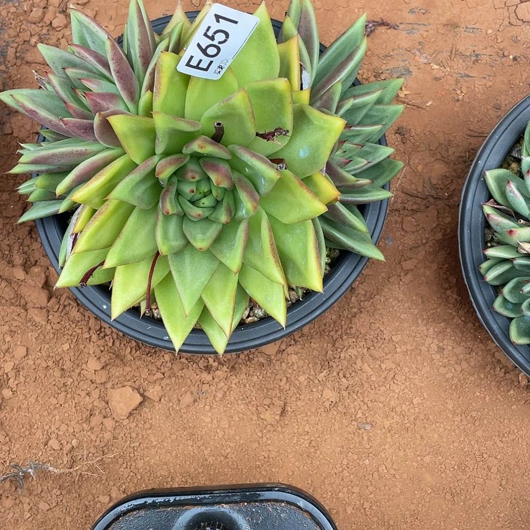 若如东云组拍E651
