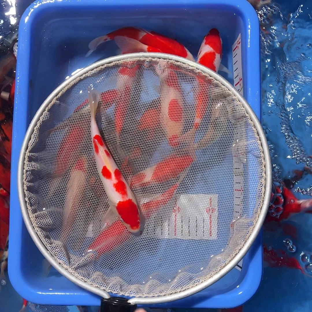 随***心锦鲤精品锦鲤，红白锦鲤