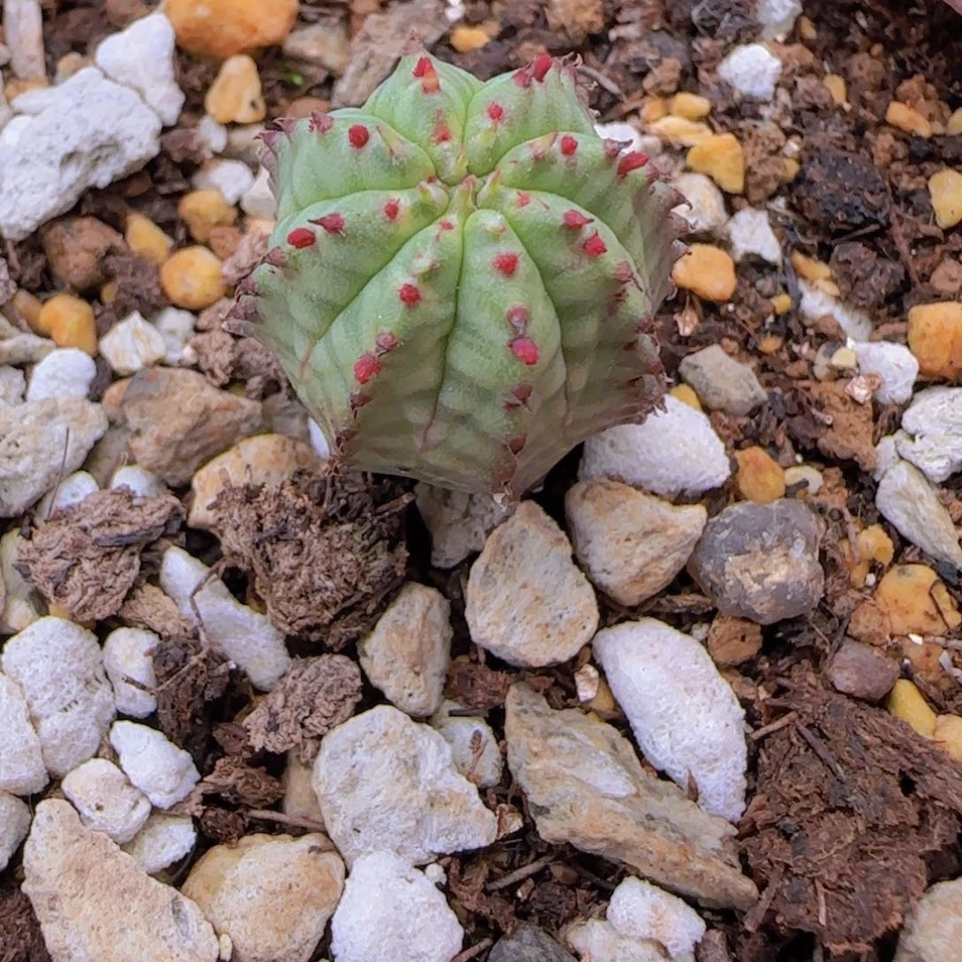 8*块根粗壮植物块根