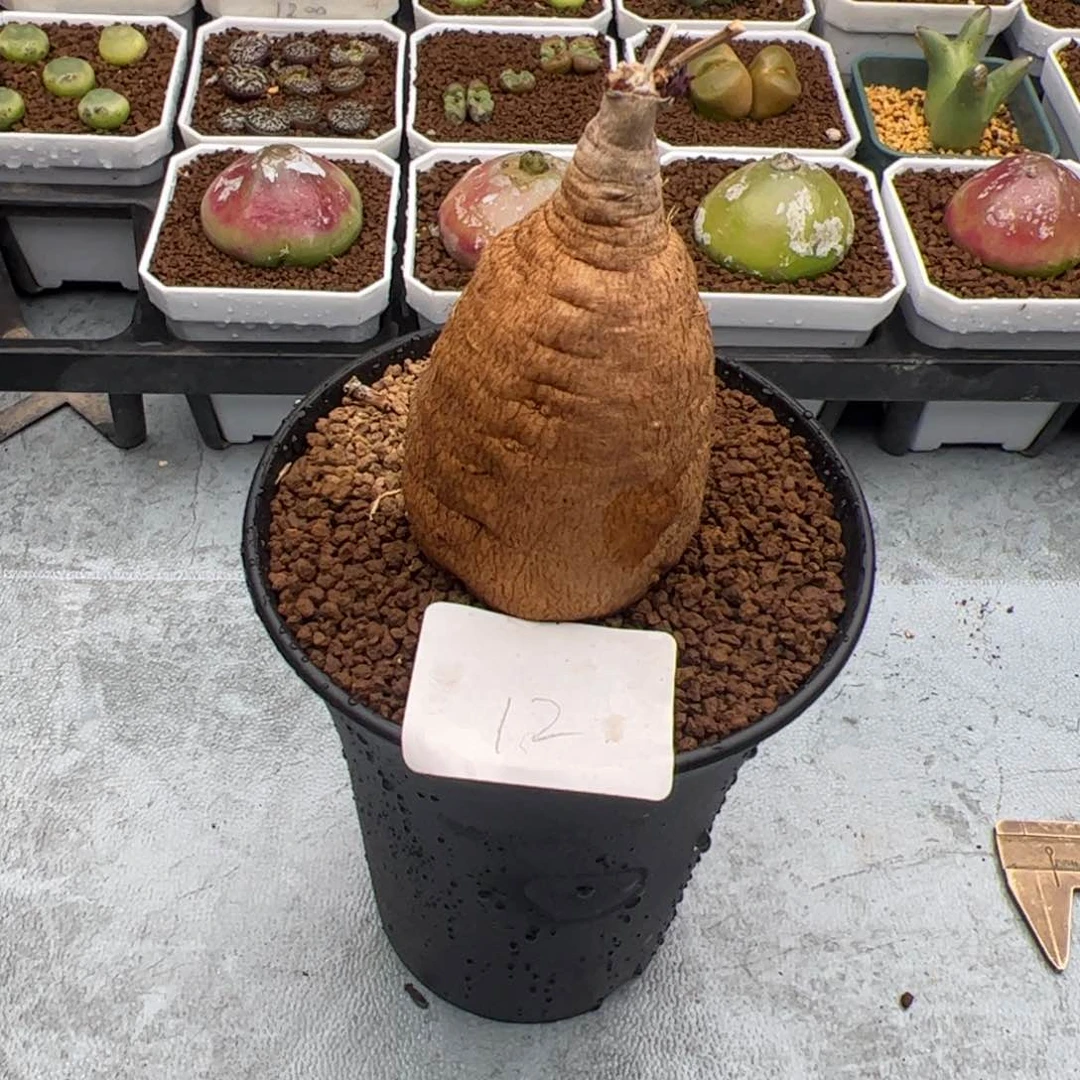 麦***3.7牵牛多肉植物12