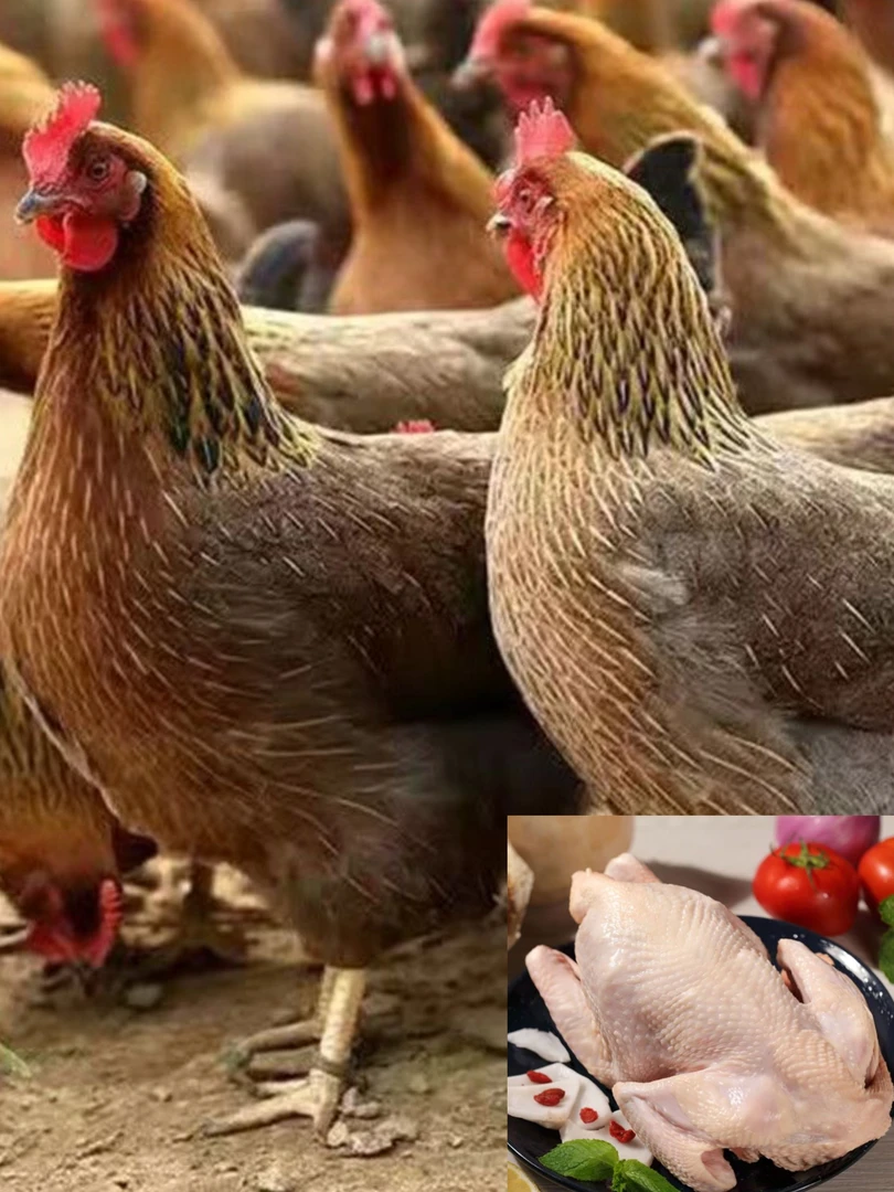 清远走地鸡（农家散养鸡 肉质鲜美 生鲜鸡）顺丰包邮