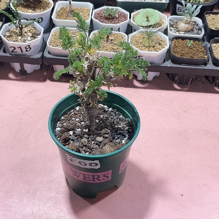 268出云杨葵块根，