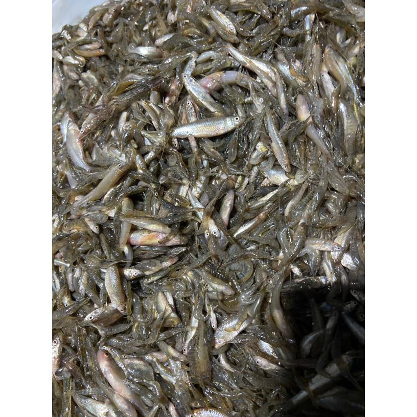 纯野生杂鱼江虾肉质鲜美口感绝佳顺丰包邮