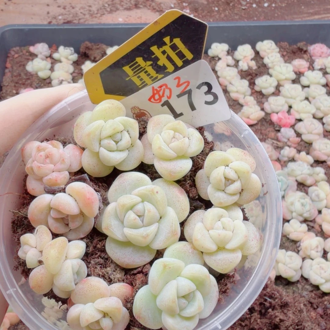 多肉植物多肉植物