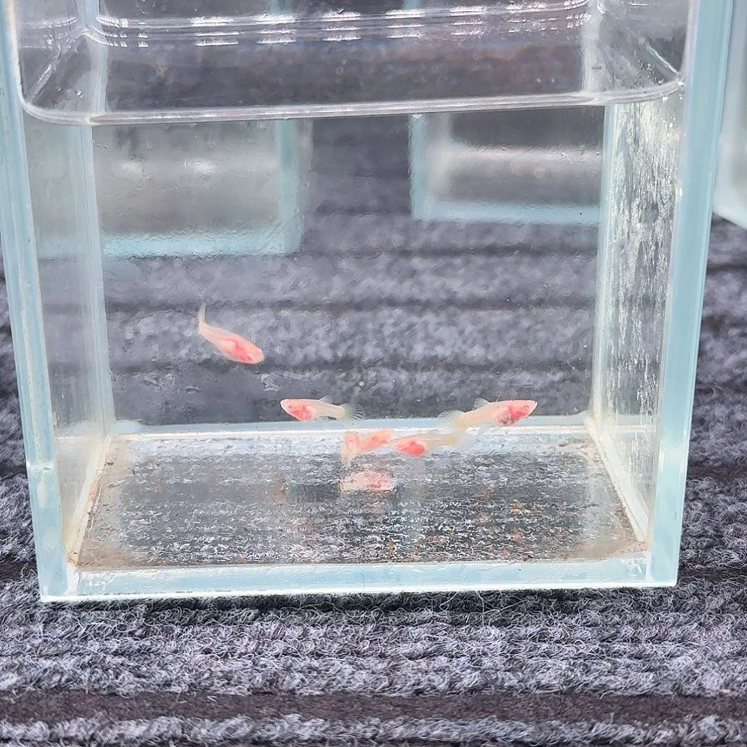 孔雀鱼黄金玻璃猫白子苗6条2号