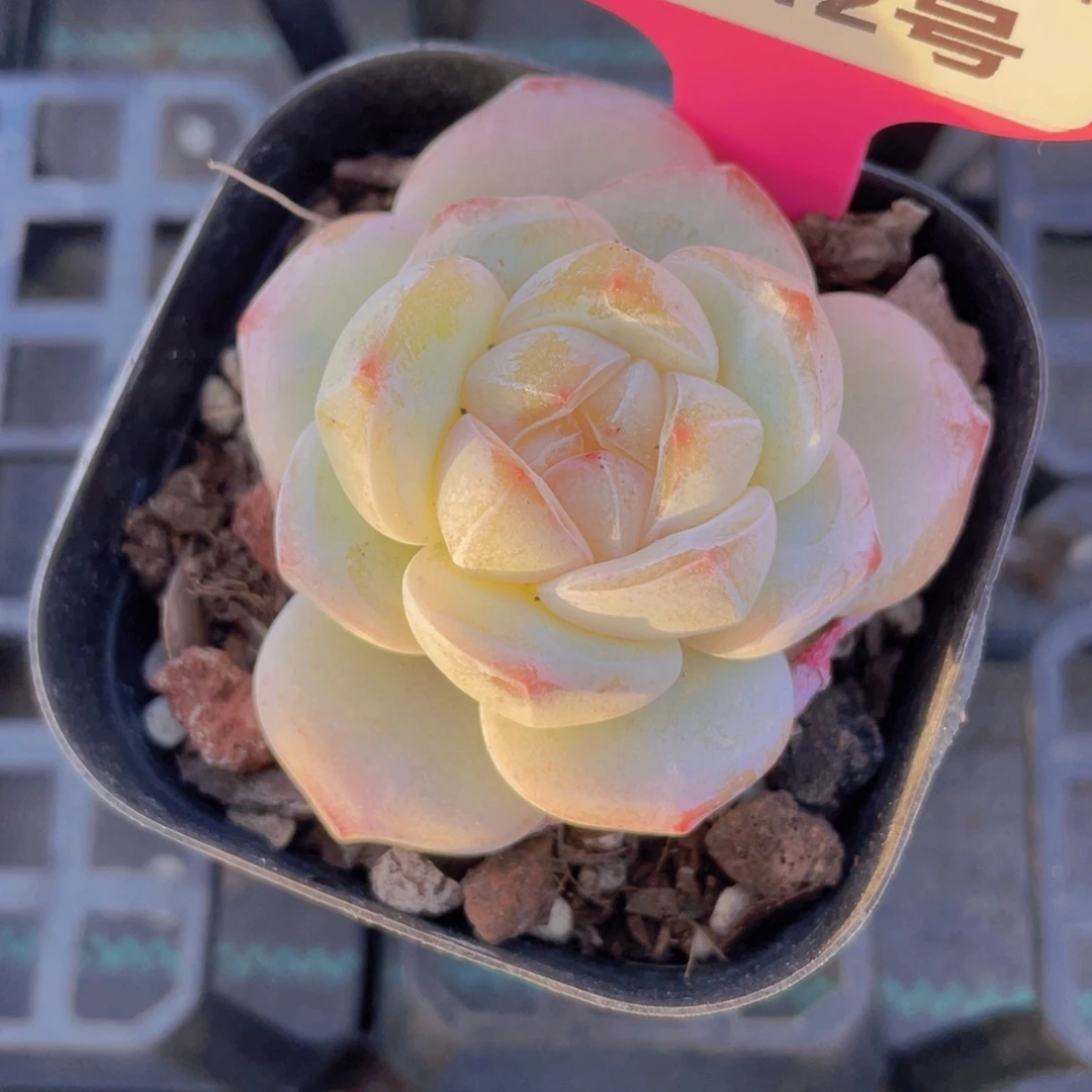 1142号 天花板大白兔