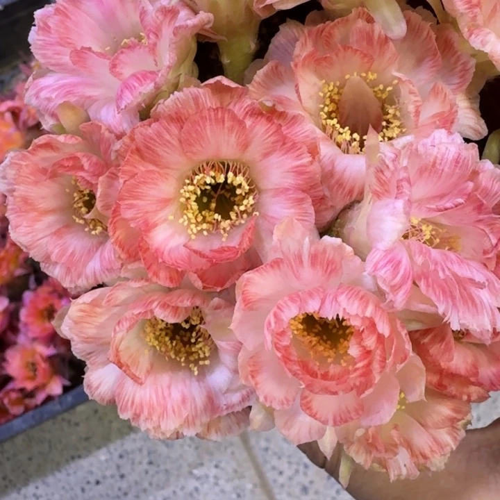 359丽花老丽83歪3公分左右无根侧牙，20包邮