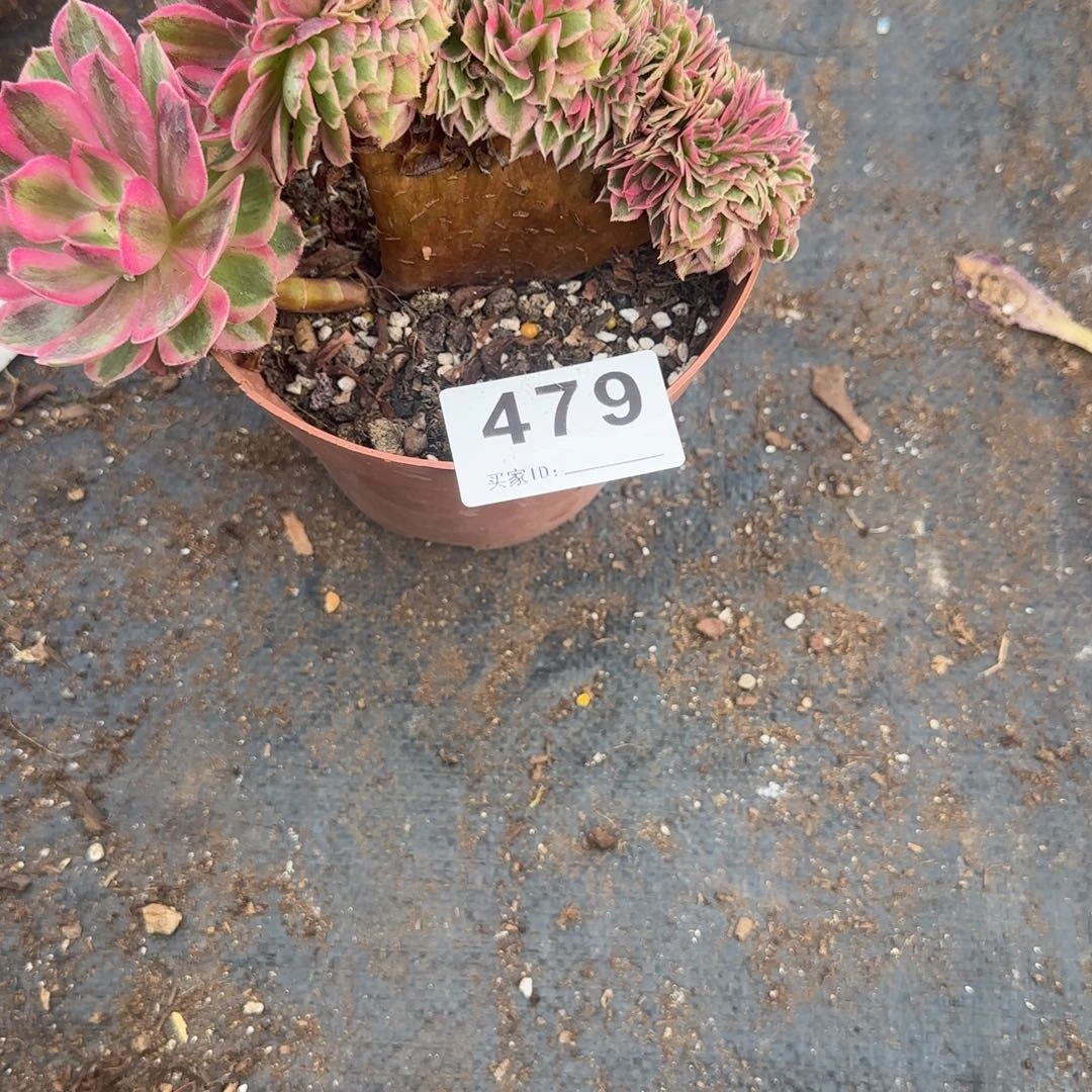 玉***微精品多肉植物0479