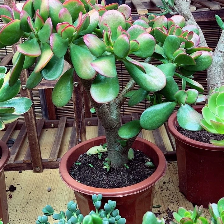 黄金花月一物一拍