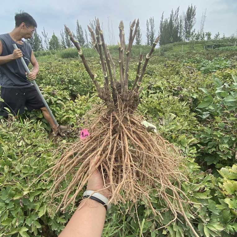 观赏牡丹花苗菏泽基地现挖现发