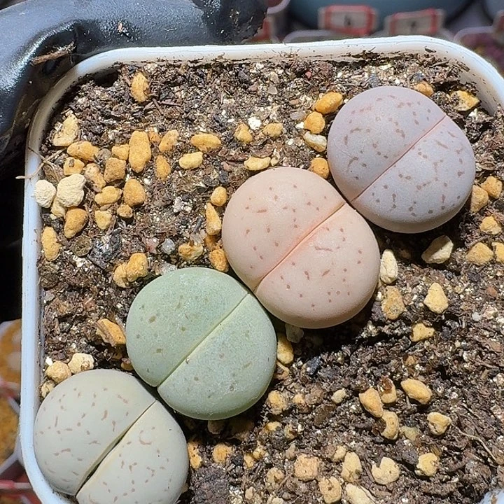 生石花211112。  161