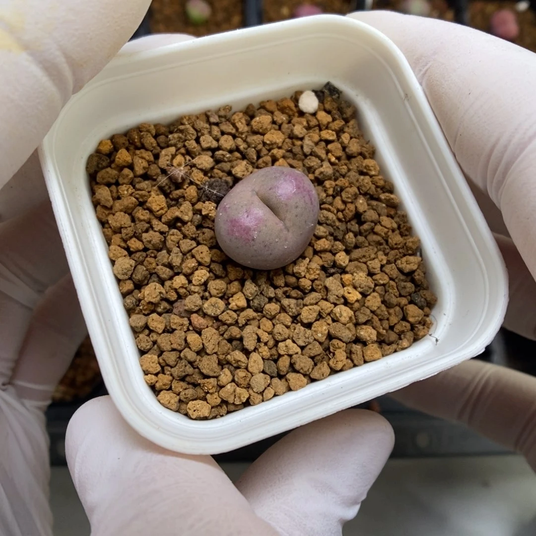 多肉植物肉锥杂交K-008 吕将