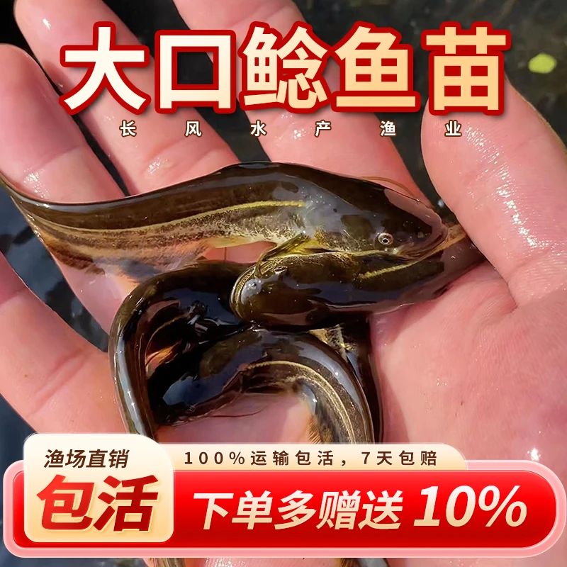 活体鱼四川大口鲶观赏水族淡水饲养