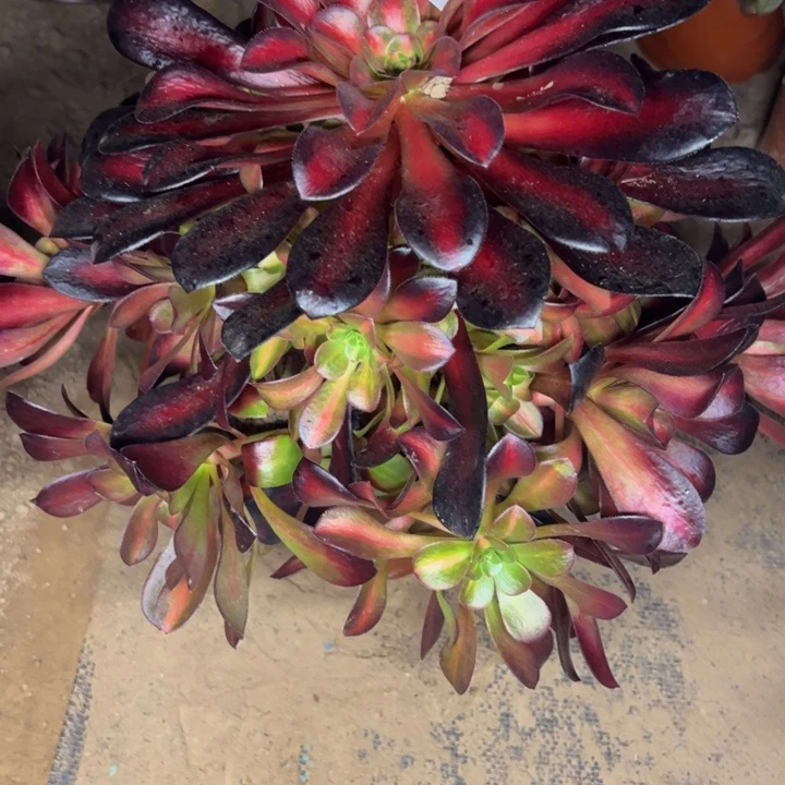 6233南夕阳多肉植物