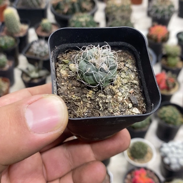 实生长城丸特价福利