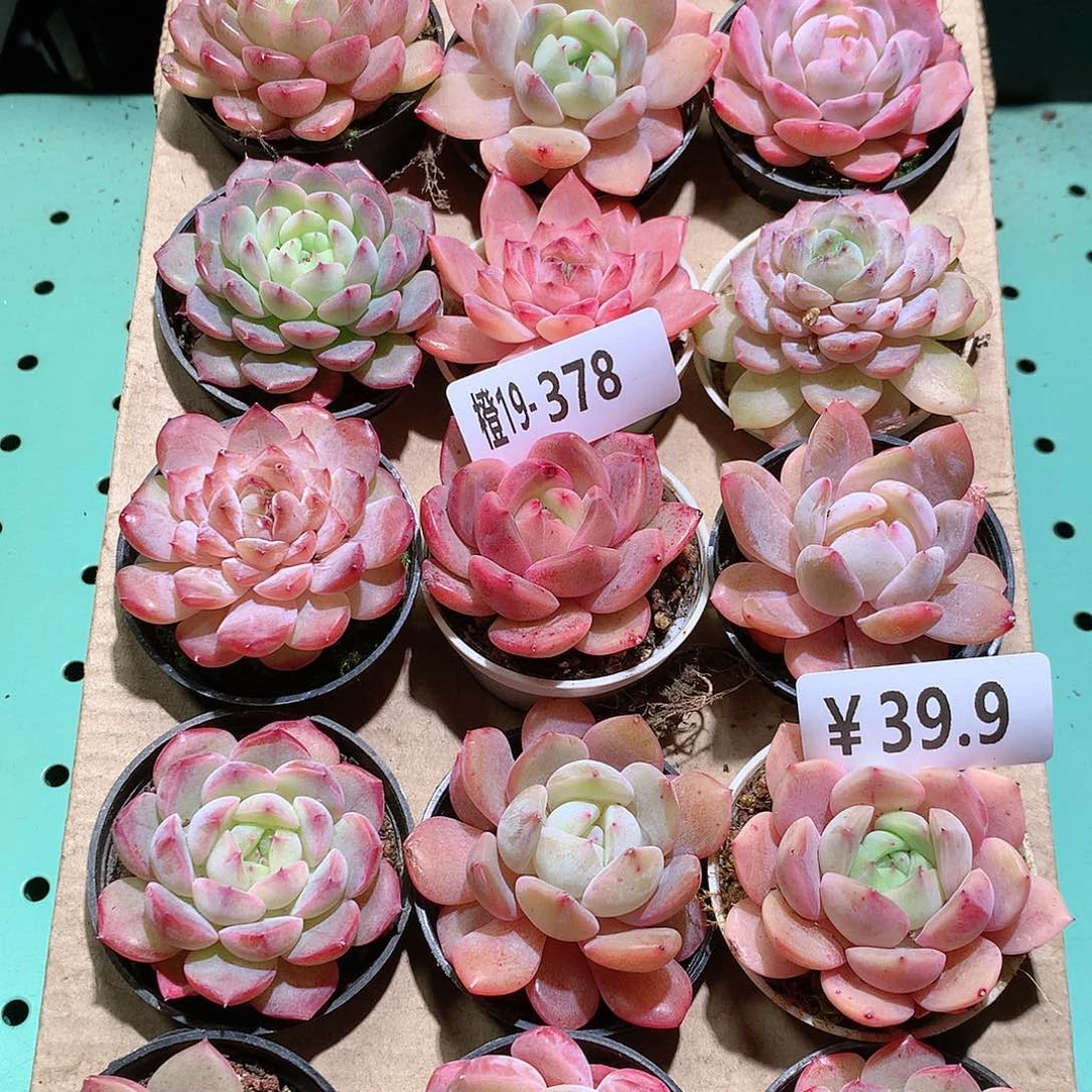 19-378一物一拍带盆18颗