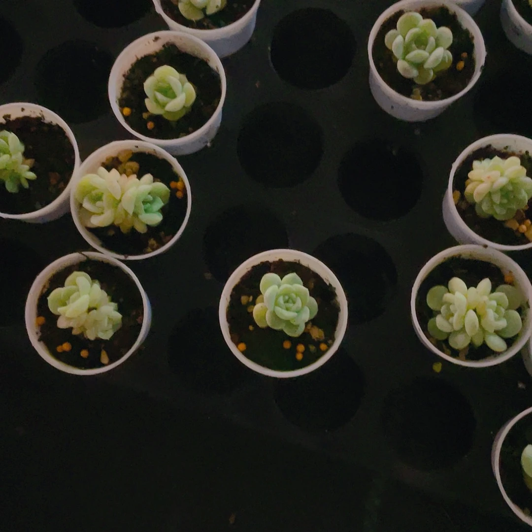 稚**鸢玄子t2母本中盆满25包邮