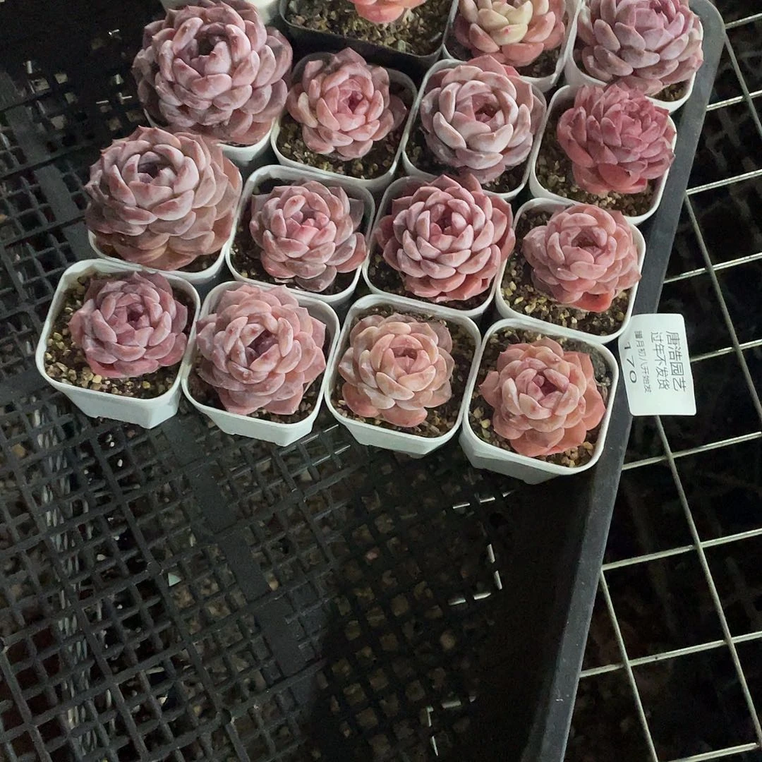 刘***糖心混一物一拍170