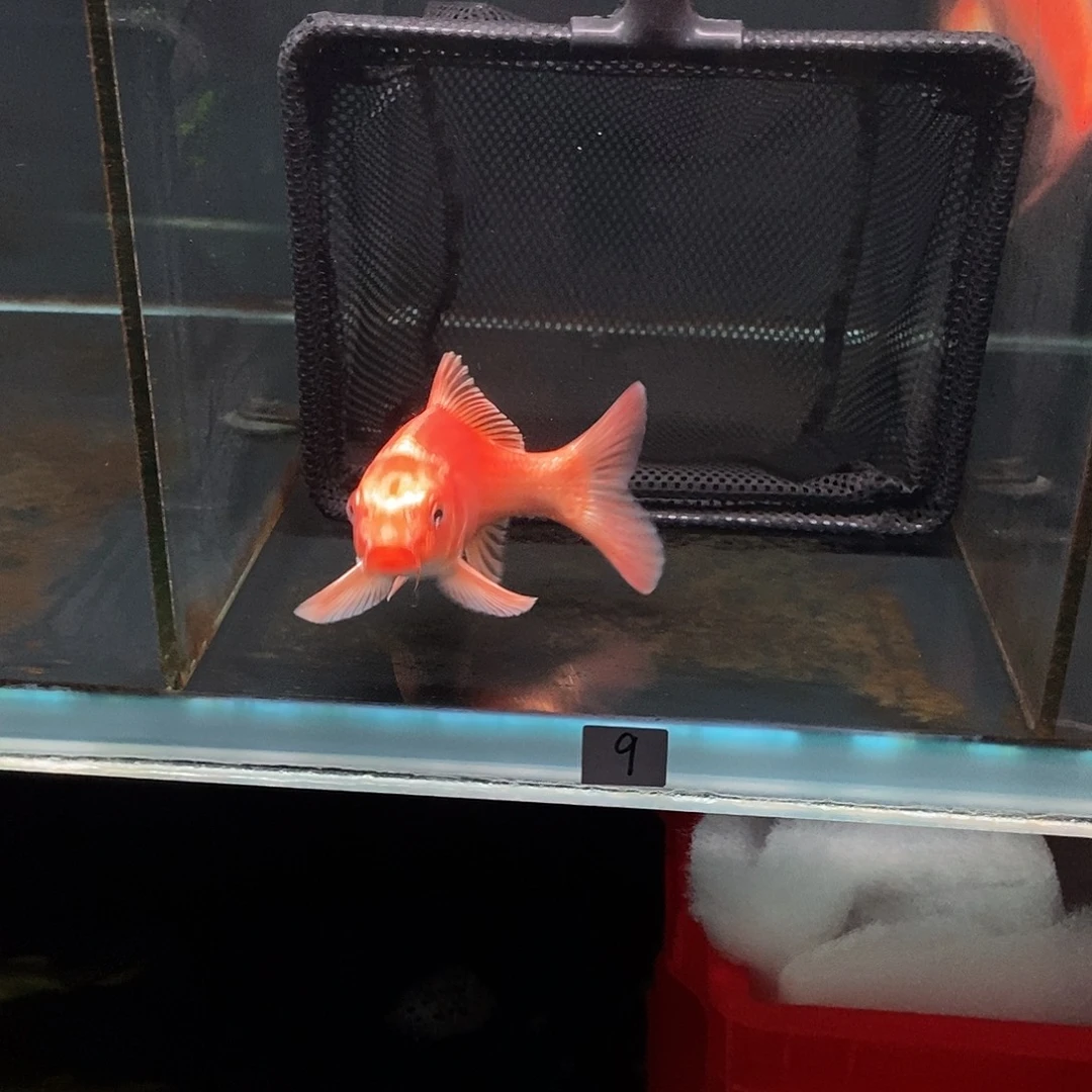 平***9蝴蝶鲤9号蝴蝶鲤反祖