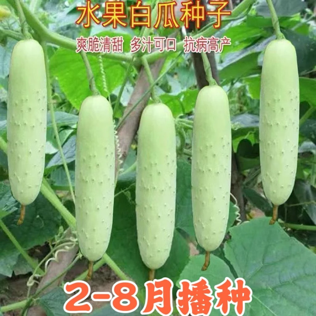 【新种上市】压塌架水果白黄瓜种子白皮小黄瓜四季播种黄瓜籽