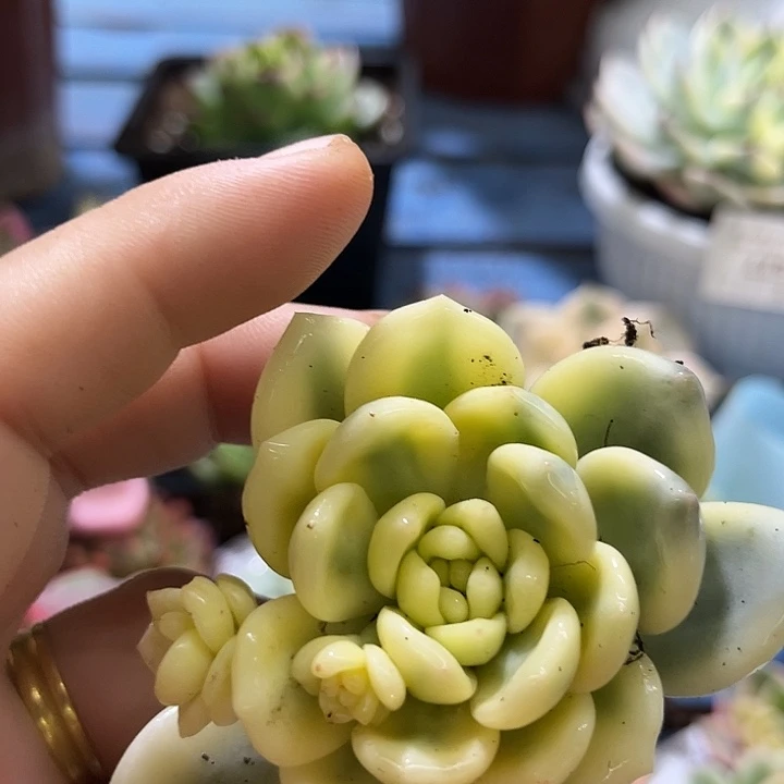 菲***焙89望舒腹轮大锦边炸多肉