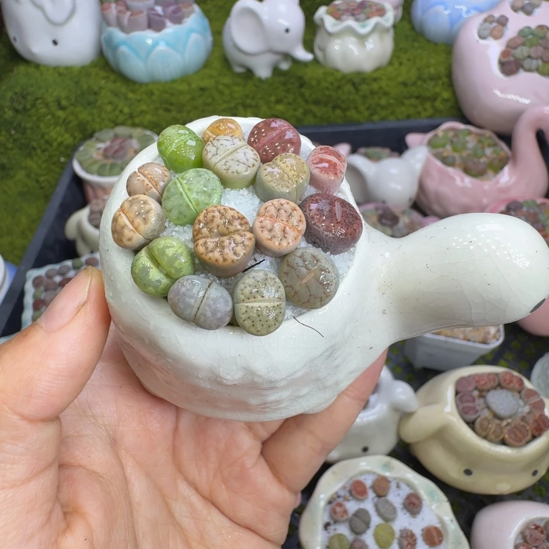 多肉植物开播福利冲694