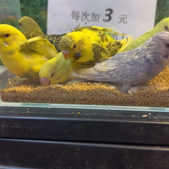 虎皮鹦鹉大头虎皮鹦鹉