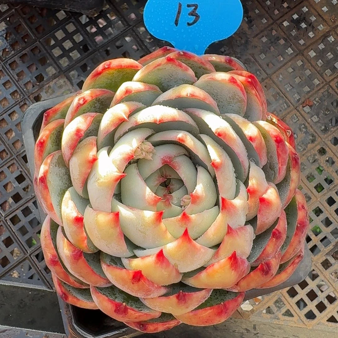 13惊鸿仙子满38包邮