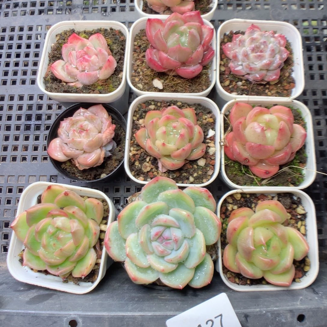 无花朵S127yyyyyyyyyy