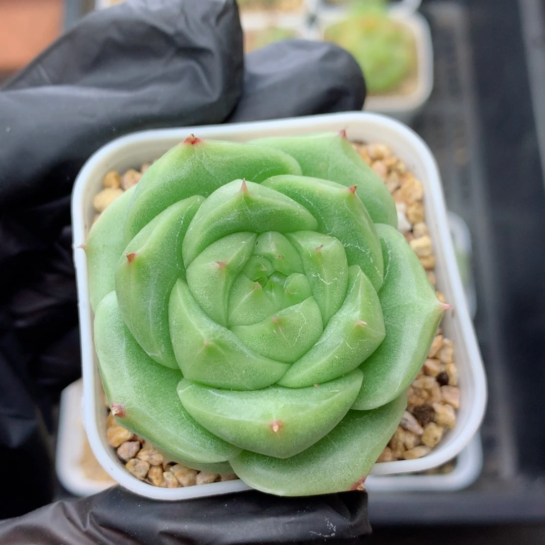 58包邮  群生不包整麦秆152