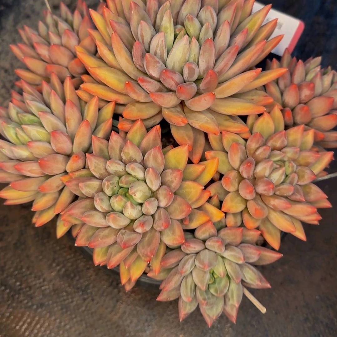 旋***漪来来咯哦哦咯啦啦啊啊啊啊523