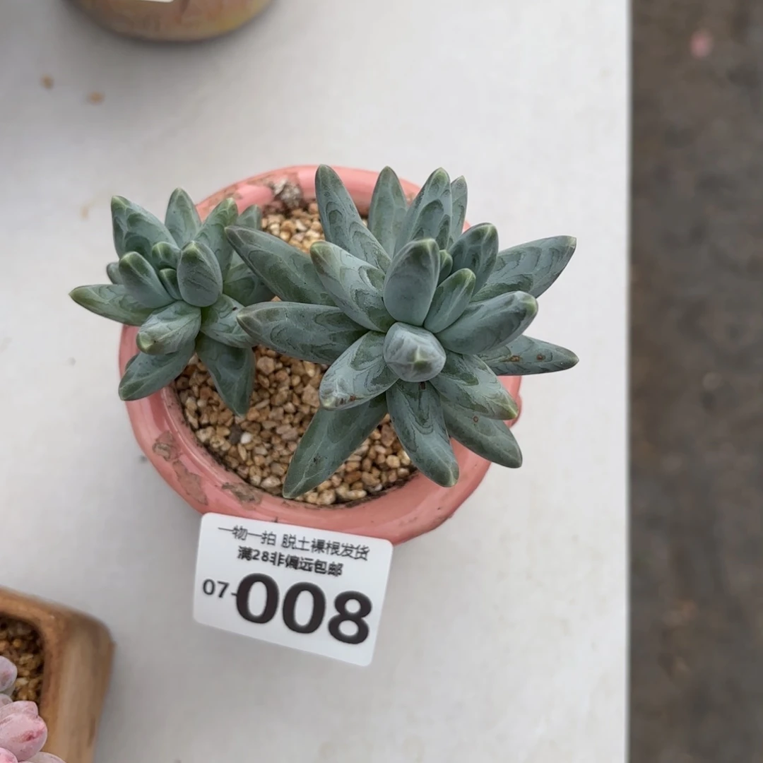 乌拉克拉老桩多肉多肉