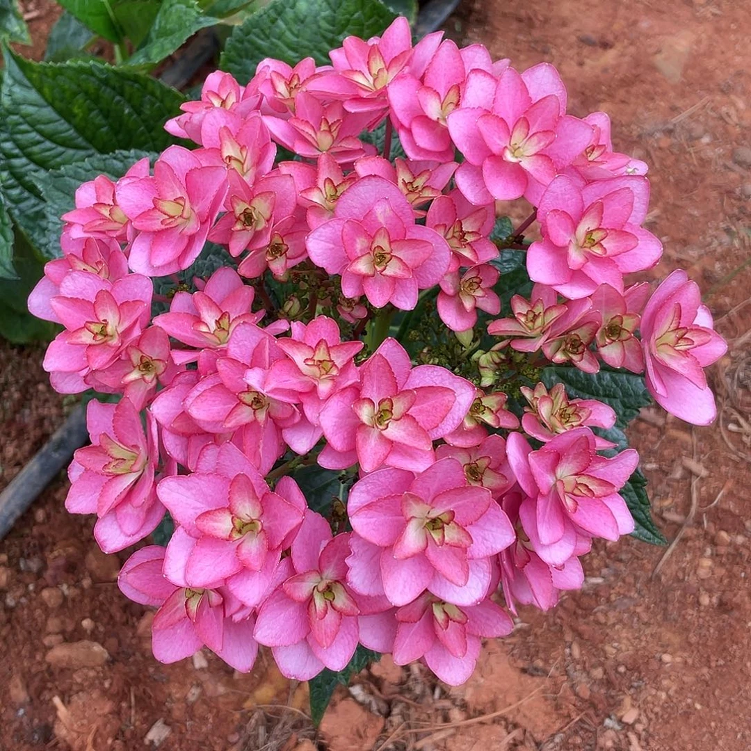 绣球切花一物一拍3枝起包邮，66