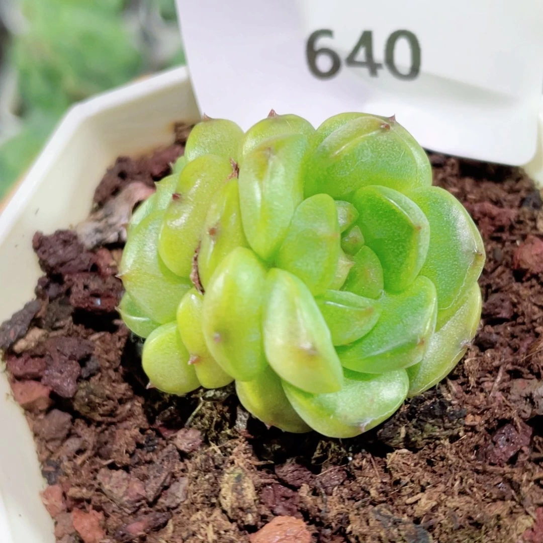 640号糖心冰心珍妮