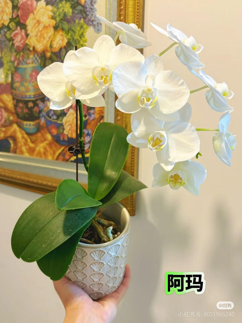 阿玛3.0寸杯白色仙气十足喔蝴蝶兰花成熟大苗【观赏花卉】