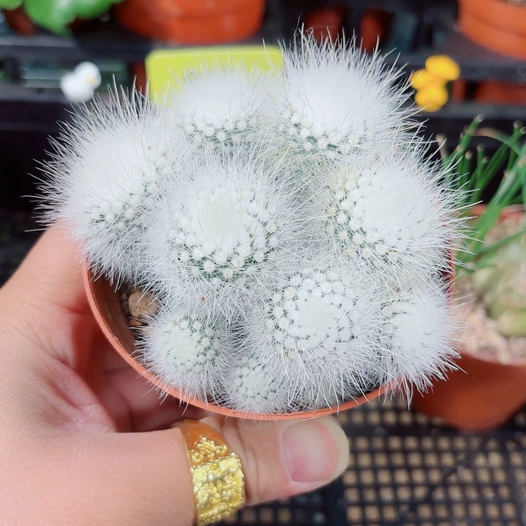 7901群生白小丁一颗