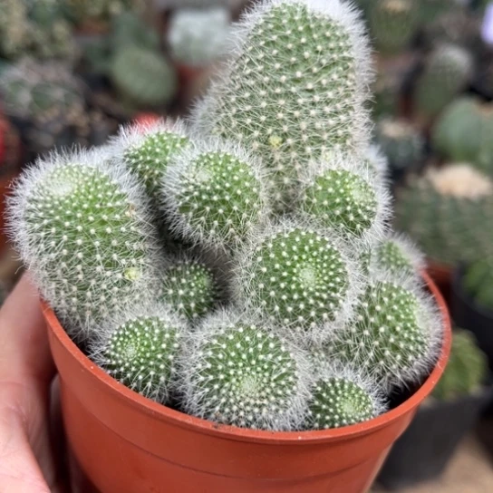 完全开放实生雪丽山