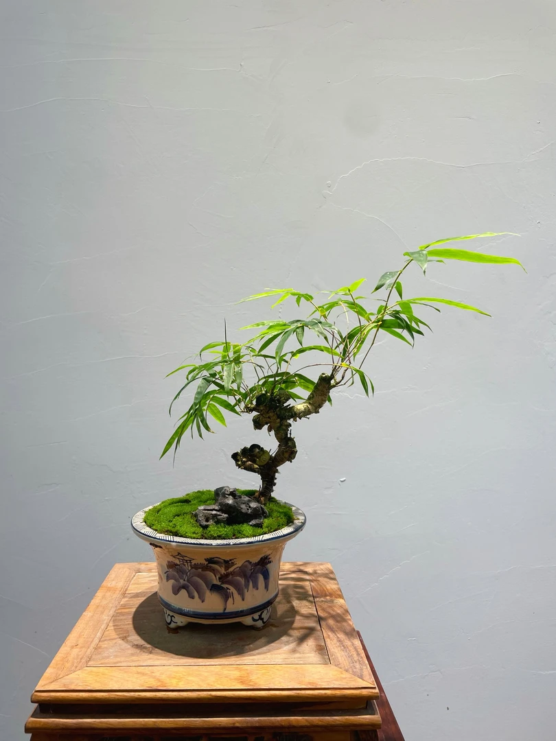 【佛肚竹】提根根艺办茶桌案台小品禅意精品盆景室内观赏耐阴顺丰