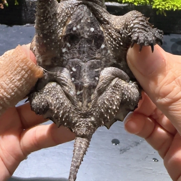 不分公母小鳄龟?****糖短指甲