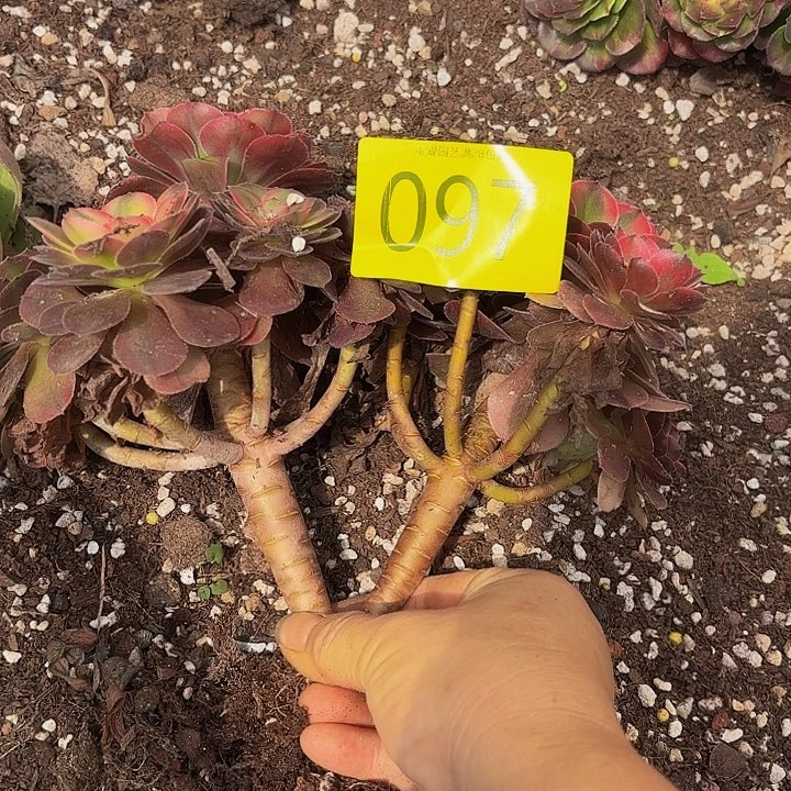 多肉植物福利097个