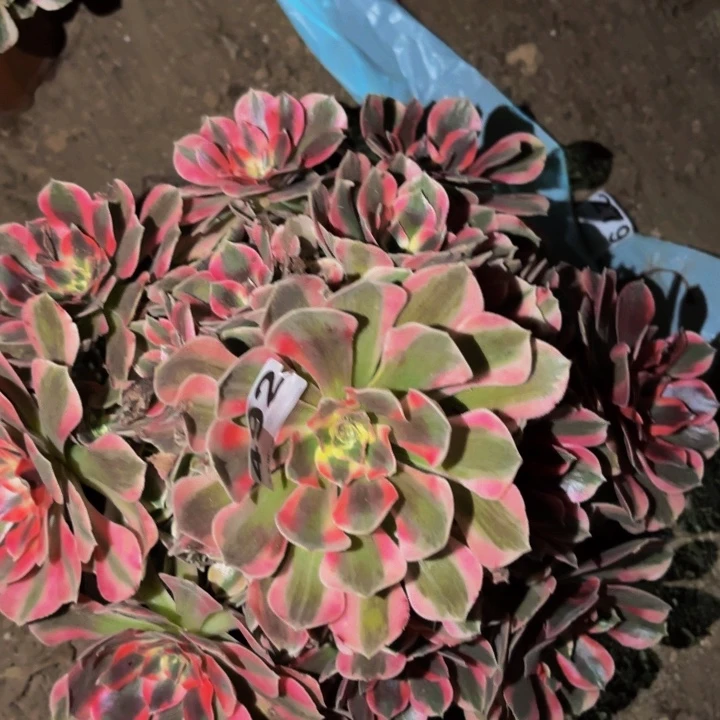 492妖月多肉植物不售后