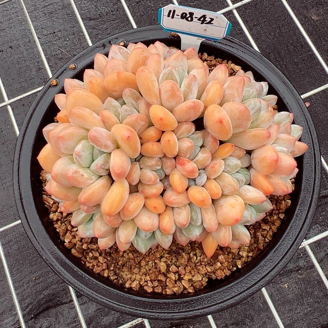 1108-42绝绝子香水群