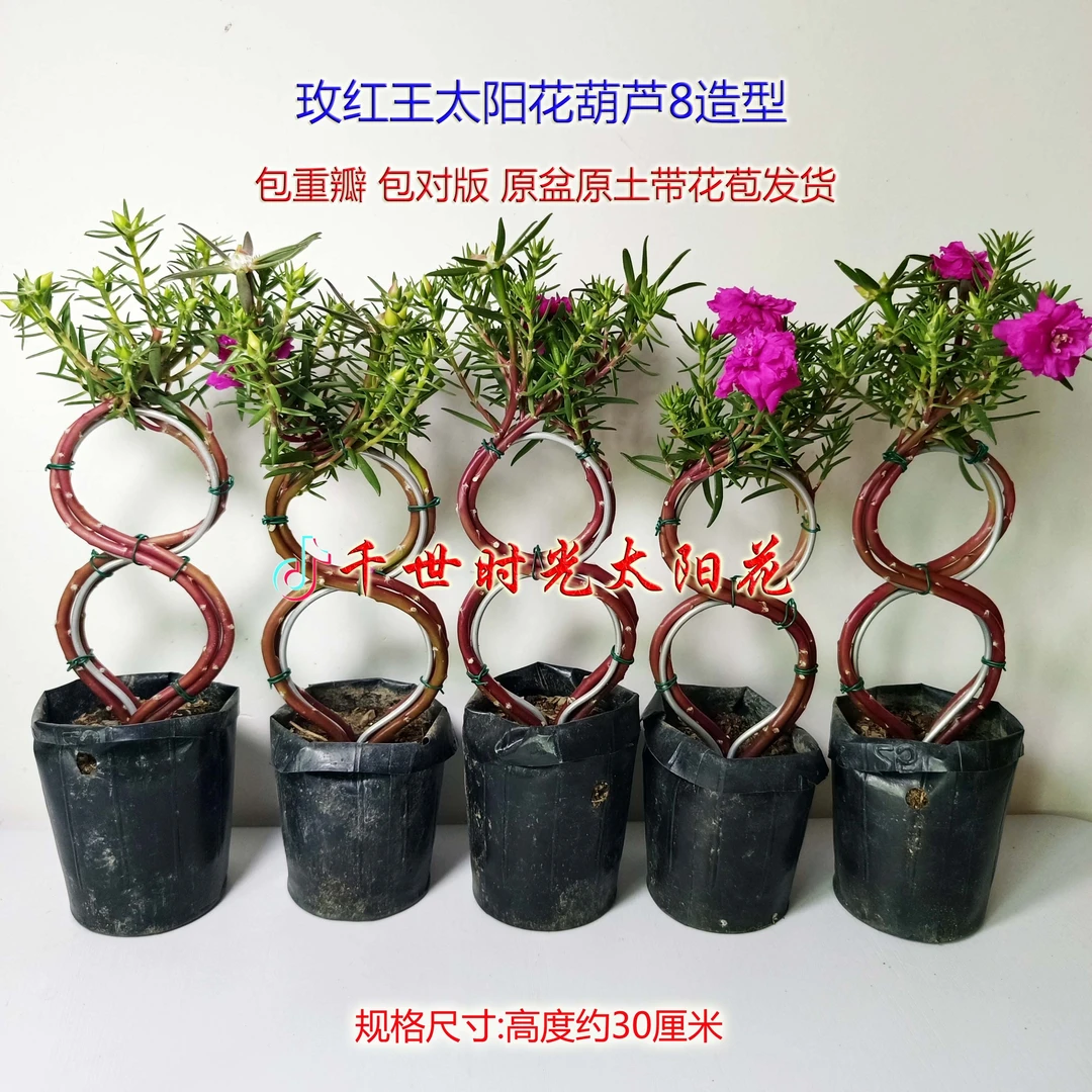 （宠粉福利）玫红王重瓣太阳花葫芦8造型