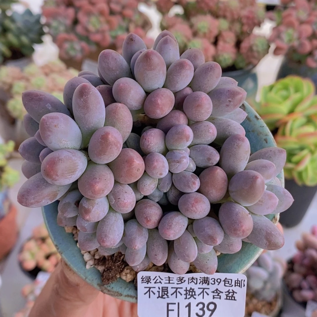 汤圆9cm139多肉植物