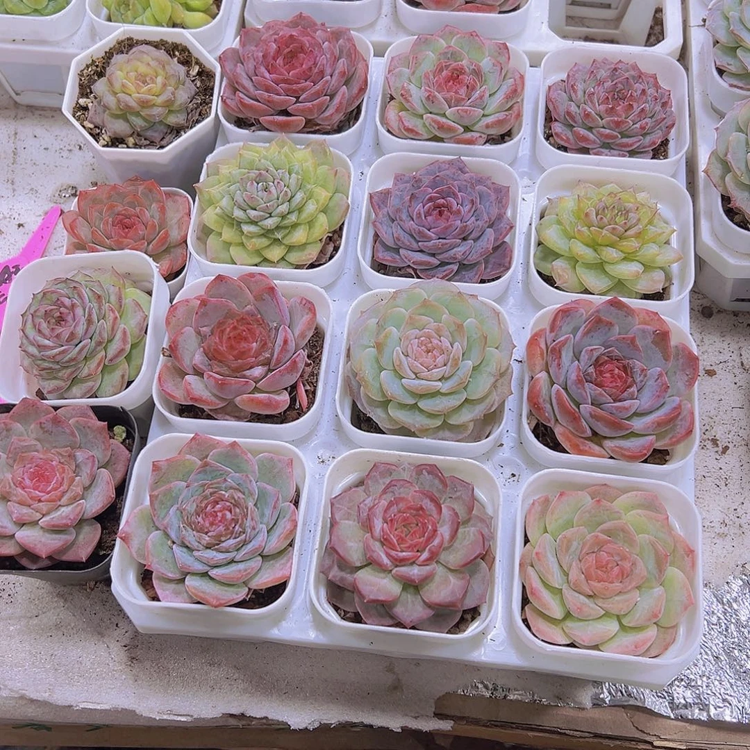 粉恋组合16盆黑盆发货